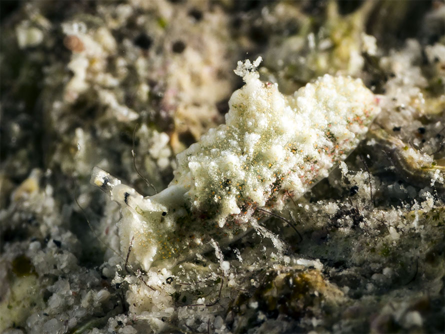 Elysia sp. BB